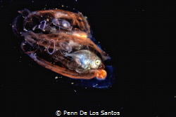 Drift fish hiding inside a salp by Penn De Los Santos 